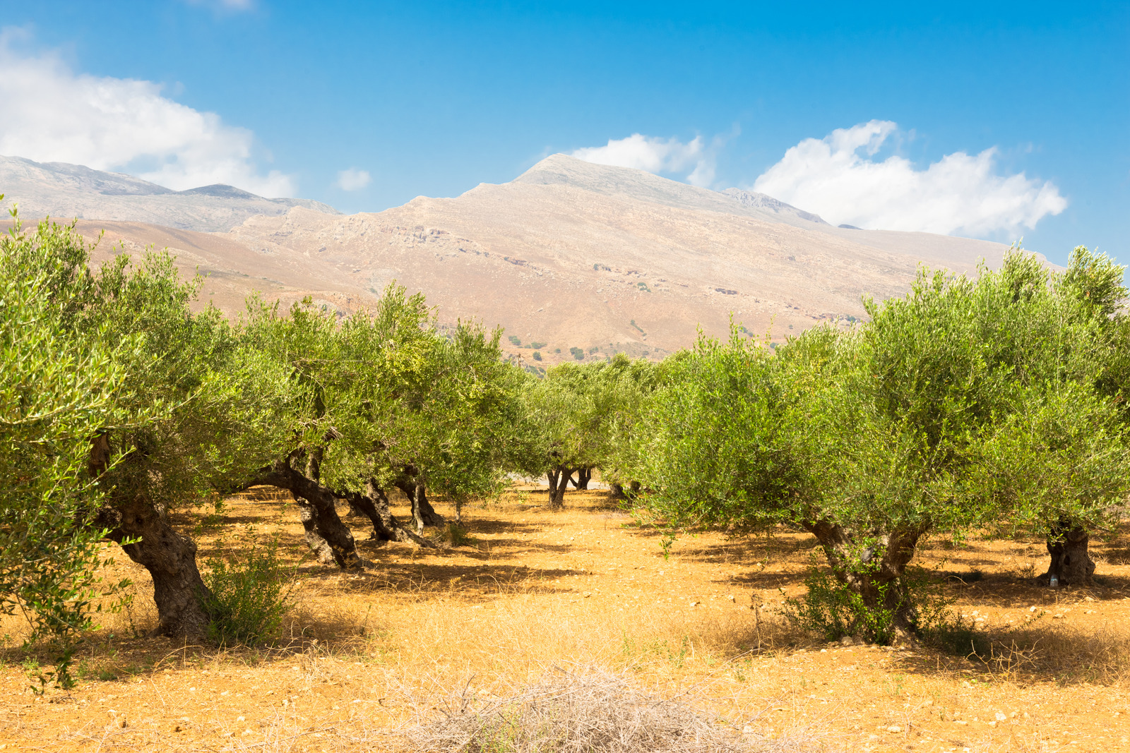 Sequía en el olivar